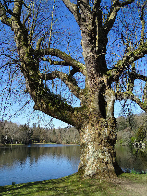 美国鹅掌楸(Liriodendron tulipifera)